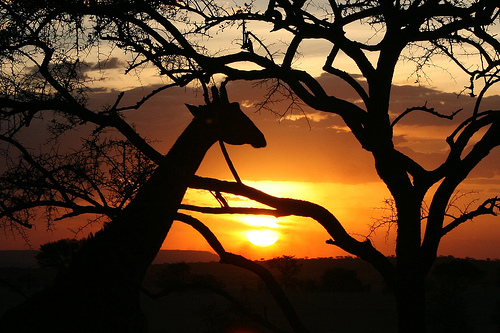 Se va escondiendo el sol - Página 4 Serengeti